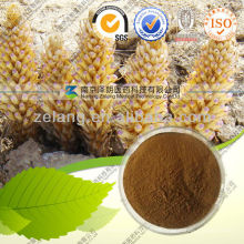 Mejora sexual Cistanche Deserticola Extract